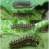 arg niobe larva2 volg